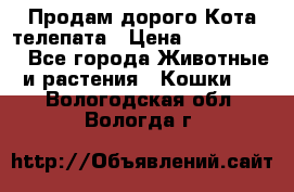  Продам дорого Кота-телепата › Цена ­ 4 500 000 - Все города Животные и растения » Кошки   . Вологодская обл.,Вологда г.